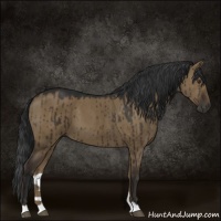 Horse Color:Liver Red Dun 