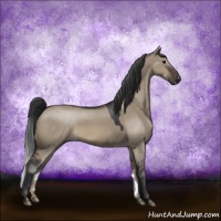 Horse Color:Brown Dun Sabino