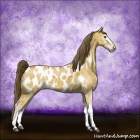 Horse Color:Buckskin Dun Sabino Near Leopard Brindle