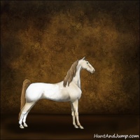 Horse Color:Buckskin Pearl Dun Appaloosa 