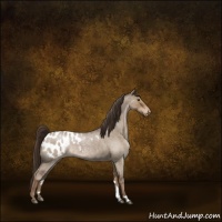 Horse Color:Liver Red Dun Roan Appaloosa Brindle 