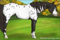 Horse Color:Liver Chestnut Frame Appaloosa