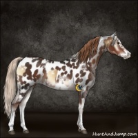 Horse Color:White Spotted Liver Red Onyx Splash Rabicano and White Spotted Liver Chestnut Frame Appaloosa Rabicano
