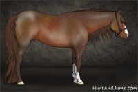 Horse Color:Liver Chestnut 