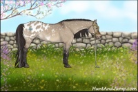 Horse Color:Brown Dun Sabino Appaloosa Rabicano