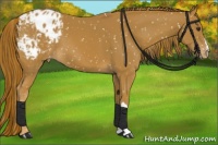Horse Color:Chestnut Appaloosa 