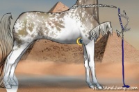 Horse Color:White Spotted Liver Red Dun Splash 