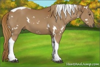 Horse Color:White Spotted Chestnut Tobiano 