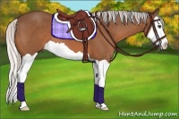 Horse Color:Silver Bay Splash 