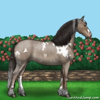 Horse Color:White Spotted Liver Red Dun Roan 