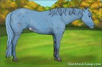Horse Color:ERROR: UNKNOWN ANOMALY