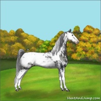 Horse Color:Black Sabino Appaloosa Rabicano