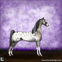 Horse Color:White Spotted Blue Onyx Sabino Appaloosa Rabicano 