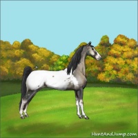 Horse Color:Blue Onyx Snowcap 