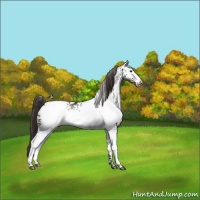 Horse Color:White Spotted Liver Chestnut Snowflake VarnishRabicano 
