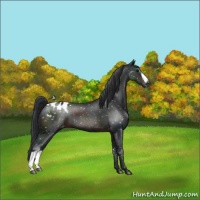 Horse Color:Brown Appaloosa