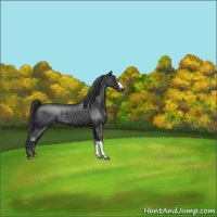 Horse Color:Blue Roan Appaloosa Rabicano