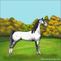 Horse Color:Black Sabino Appaloosa Rabicano 