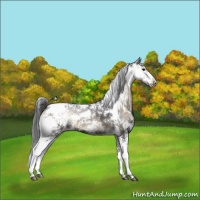 Horse Color:Blue Onyx Sabino Snowflake Varnish