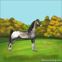 Horse Color:Blue Onyx Sabino Blanket Rabicano