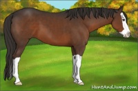 Horse Color:Liver Chestnut Splash 