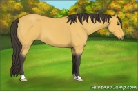 Horse Color:Buckskin Roan 