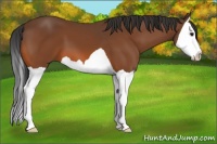 Horse Color:Bay Splash 