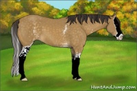 Horse Color:White Spotted Buckskin Splash 