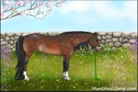 Horse Color:Bay Appaloosa 