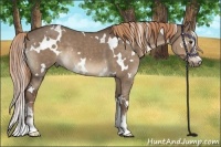 Horse Color:White Spotted Liver Red Dun Sabino Brindle