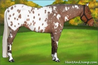 Horse Color:White Spotted Liver Red Roan Appaloosa