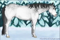 Horse Color:White Spotted Black Sabino Rabicano