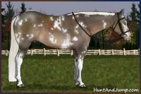 Horse Color:White Spotted Liver Chestnut 