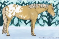 Horse Color:Palomino Appaloosa 