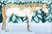 Horse Color:White Spotted Chestnut Ice Splash Frame 