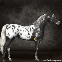 Horse Color:White Spotted Liver Chestnut Mushroom Appaloosa