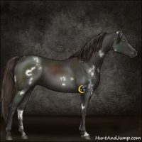 Horse Color:White Spotted Liver Chestnut 