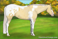 Horse Color:Gray Silver Amber Cream Champagne Roan Dun Splash Tobiano Frame Appaloosa Rabicano 