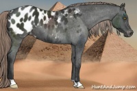 Horse Color:Liver Chestnut Appaloosa