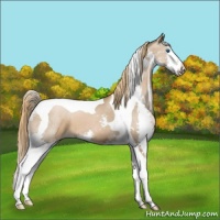 Horse Color:Liver Chestnut Pearl Splash Tobiano