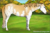 Horse Color:White Spotted Gold Champagne Splash 