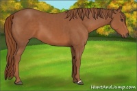Horse Color:Chestnut 