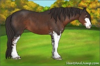 Horse Color:Liver Chestnut Sabino 