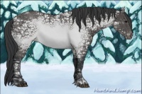 Horse Color:Black Ice Appaloosa