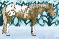Horse Color:Palomino Ice Appaloosa 