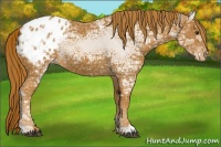 Horse Color:Chestnut Ice Appaloosa 
