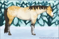 Horse Color:Buckskin Ice 