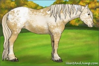 Horse Color:Palomino Ice Appaloosa 
