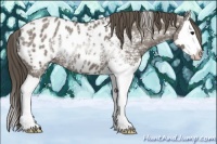Horse Color:Grullo Ice Splash Appaloosa 