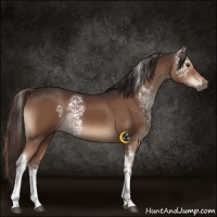 Horse Color:White Spotted Liver Chestnut Tobiano 